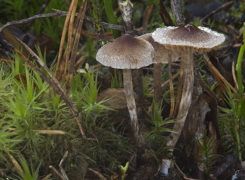 Cortinarius casimiri